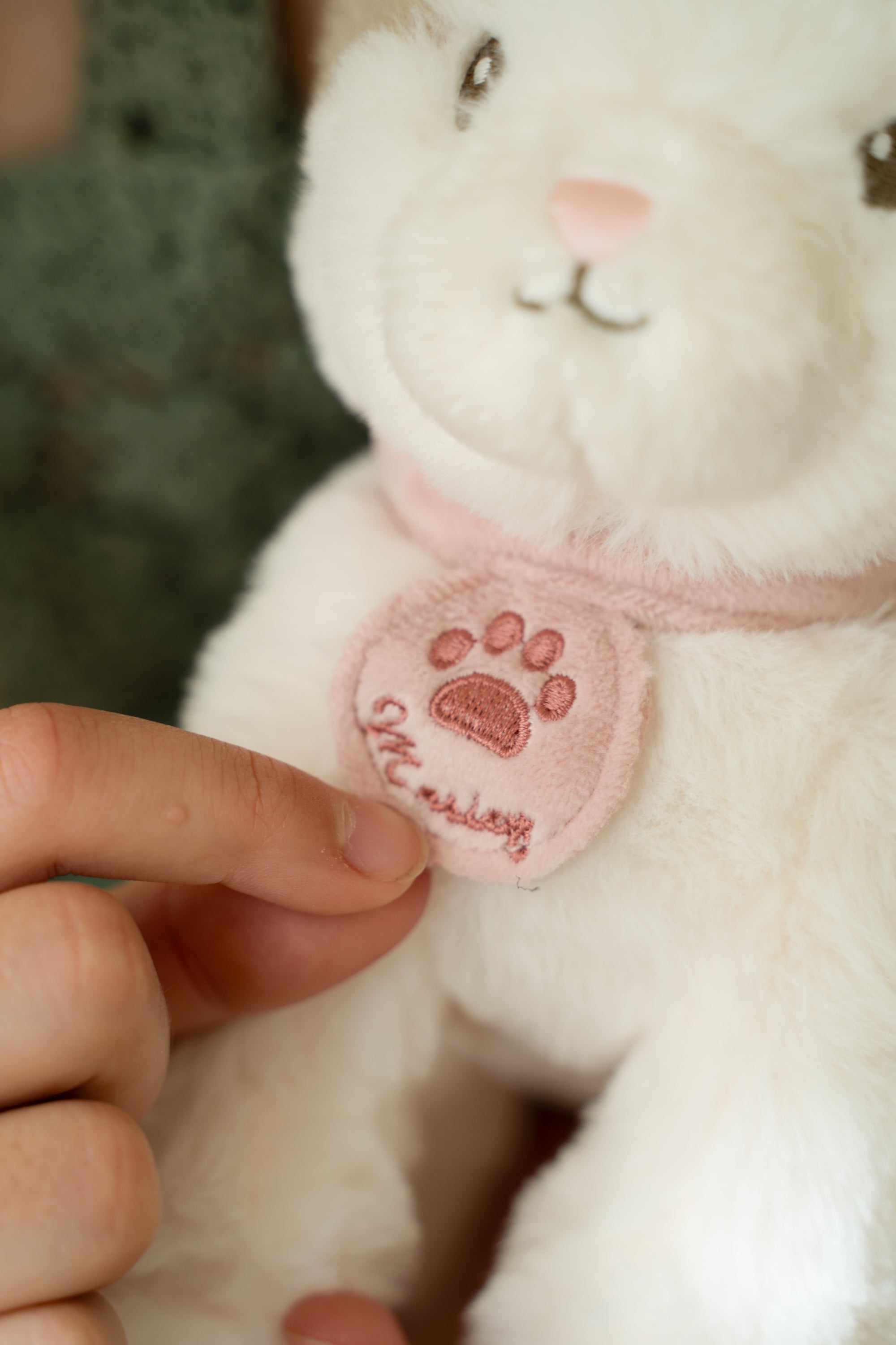 Little Dutch Marley the Cat